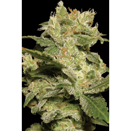 Jack - Paradise Seeds | Autoflowering Cannabis Seeds