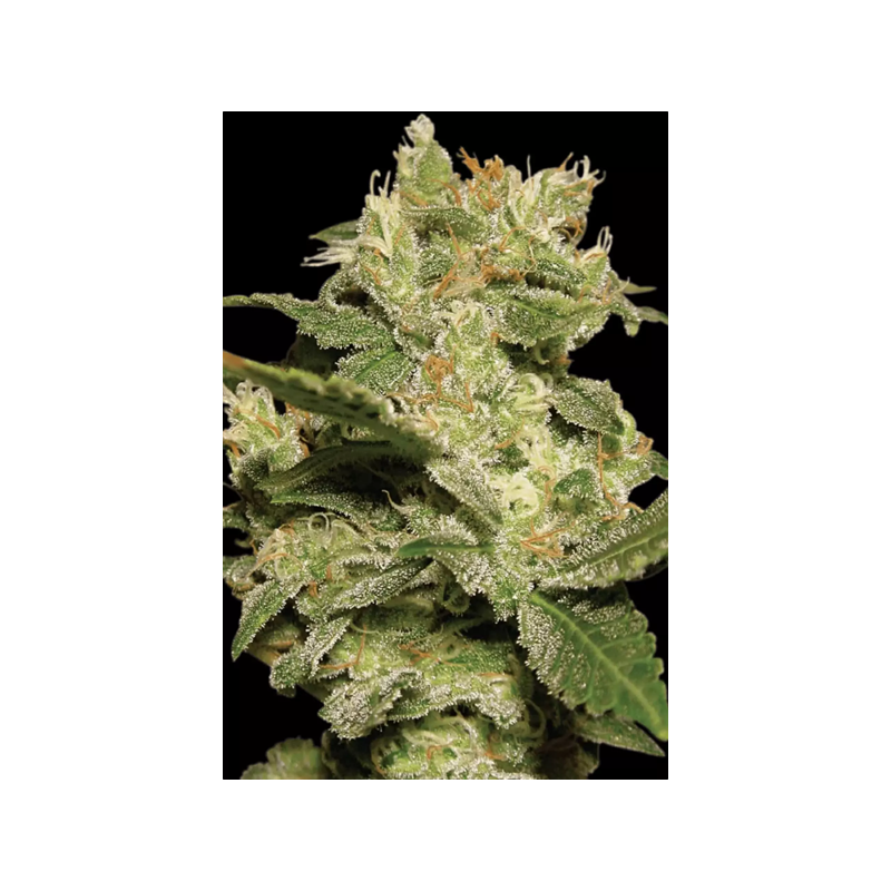 Jack - Paradise Seeds | Autoflowering Cannabis Seeds Jack - Paradise Seeds | Autoflowering Cannabis Seeds