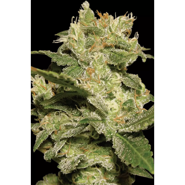 Jack - Paradise Seeds | Autoflowering