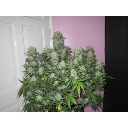 West Coast OG - Fast Buds Seeds | Autoflower Cannabis Seeds