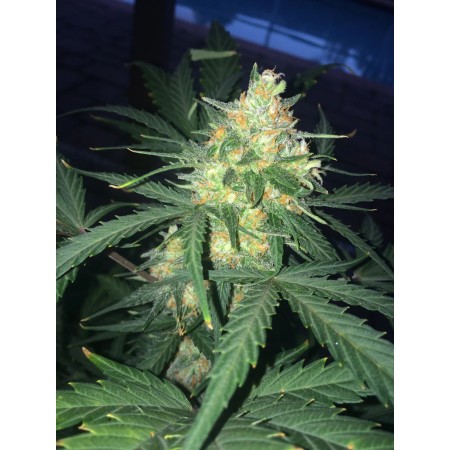West Coast OG - Fast Buds Seeds | Autoflower Cannabis Seeds