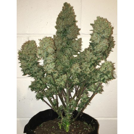 West Coast OG - Fast Buds Seeds | Autoflower Cannabis Seeds
