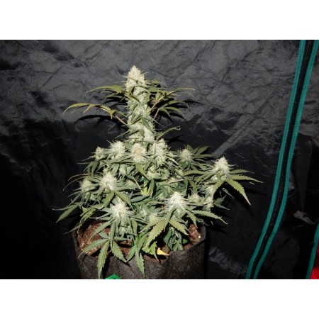 West Coast OG - Fast Buds Seeds | Autoflower Cannabis Seeds