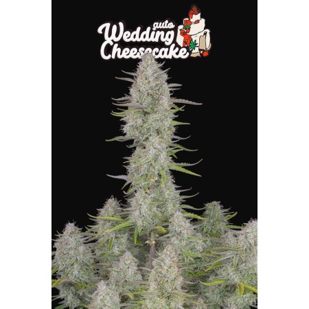 Wedding Cheesecake - Fast Buds Seeds | Autoflower