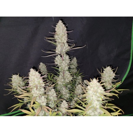 Tropicana Cookies - Fast Buds Seeds | Autoflower Cannabis Seeds Tropicana Cookies - Fast Buds Seeds | Autoflower Cannabis Seeds