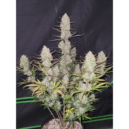 Tropicana Cookies - Fast Buds Seeds | Autoflower Cannabis Seeds Tropicana Cookies - Fast Buds Seeds | Autoflower Cannabis Seeds