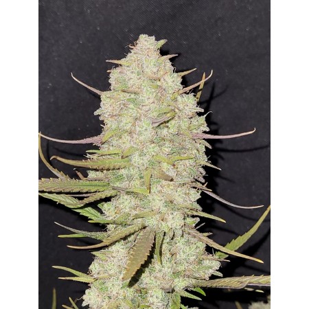 Tropicana Cookies - Fast Buds Seeds | Autoflower Cannabis Seeds Tropicana Cookies - Fast Buds Seeds | Autoflower Cannabis Seeds