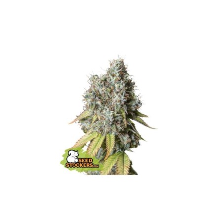 Bruce Banner - Seedstockers Seeds | Feminized Cannabis Seeds