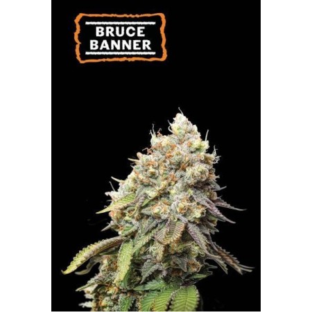 Bruce Banner - Seedstockers Seeds | Feminized Cannabis Seeds