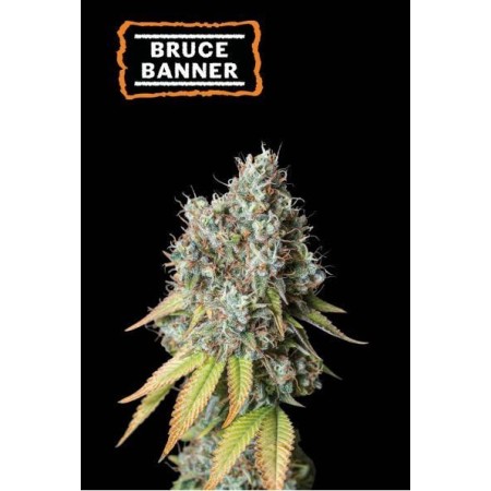 Bruce Banner - Seedstockers Seeds | Autoflower Bruce Banner - Seedstockers Seeds | Autoflower