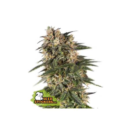 Northern Light - Seedstockers Seeds | Autoflower