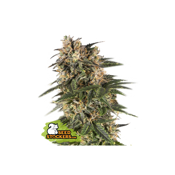 Northern Light - Seedstockers Seeds | Autoflower