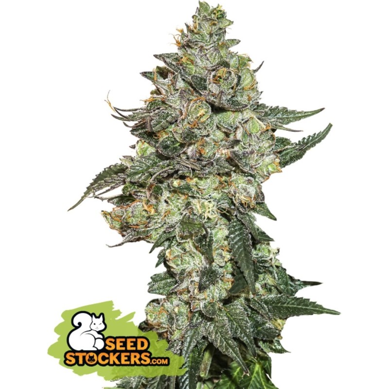Girl Scout Cookies - Seedstockers Seeds | Feminized Girl Scout Cookies - Seedstockers Seeds | Feminized
