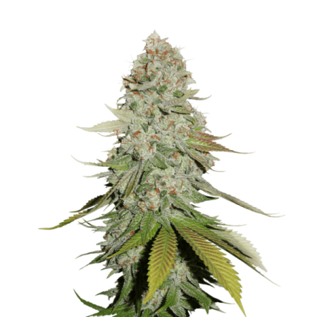 Gorilla Glue Nr. 4 (GG4) - Seedstockers Seeds | Autoflower