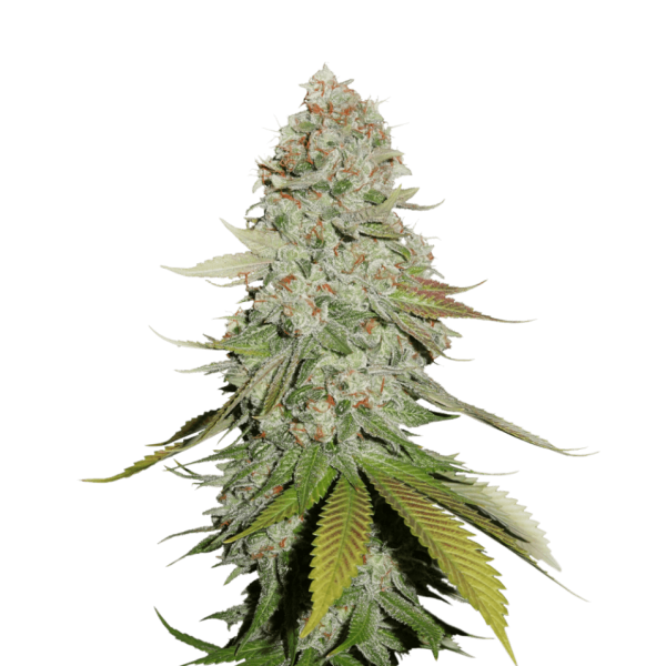 Gorilla Glue Nr. 4 (GG4) - Seedstockers Seeds | Autoflower