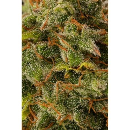 Gorilla Glue Nr. 4 (GG4) - Seedstockers Seeds | Autoflower