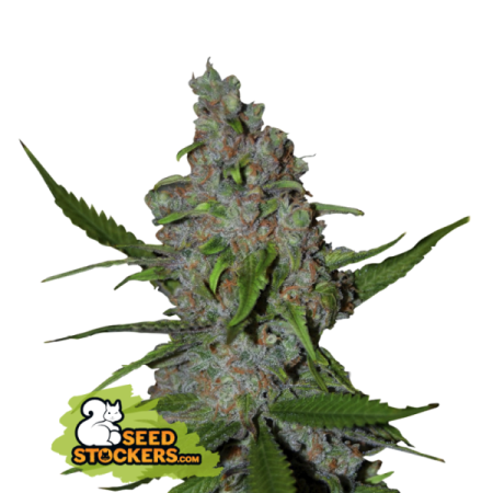 Gelato 41 - Seedstockers Seeds | Feminized Cannabis Seeds
