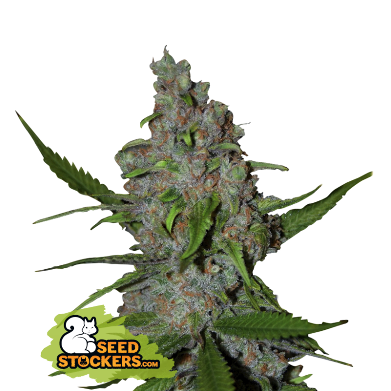 Gelato 41 - Seedstockers Seeds | Feminized Cannabis Seeds Gelato 41 - Seedstockers Seeds | Feminized Cannabis Seeds