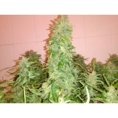 Big Bud - Seedstockers Seeds | Feminized Cannabis Seeds