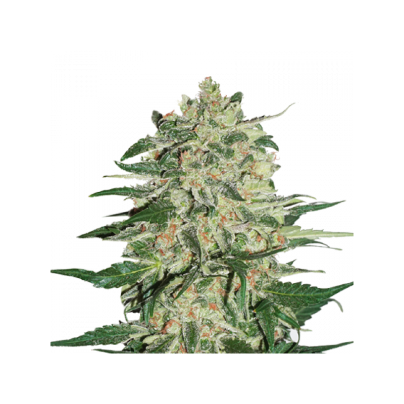 Big Bud - Seedstockers Seeds | Autoflower Cannabis Seeds Big Bud - Seedstockers Seeds | Autoflower Cannabis Seeds