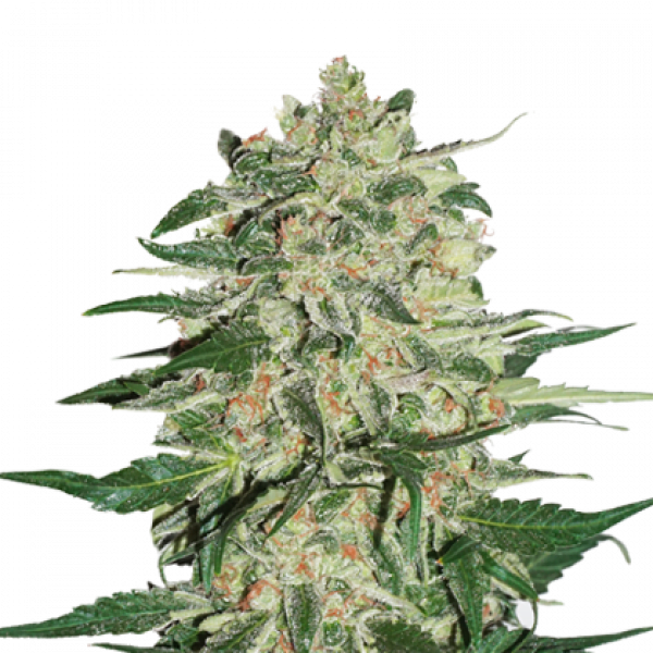 Big Bud - Seedstockers Seeds | Autoflower