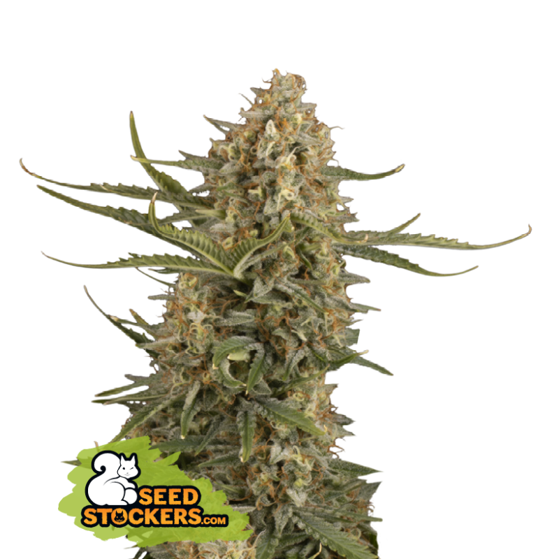 BCN Critical XXL - Seedstockers Seeds | Feminized