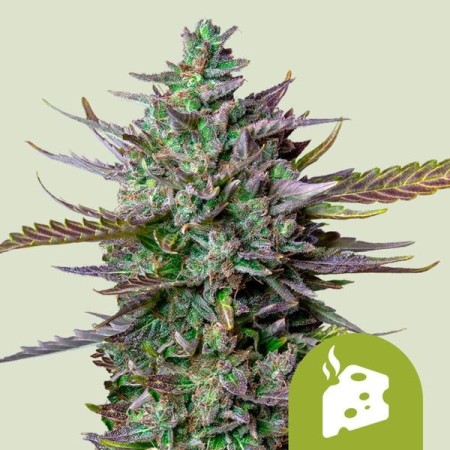 Blue Cheese - Royal Queen Seeds | Autoflowering Cannabis Seeds