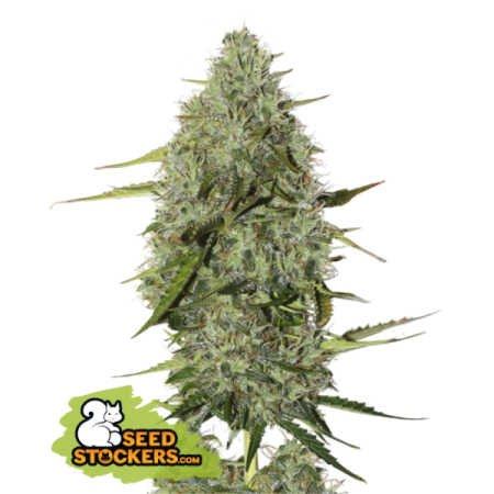 BCN Critical XXL - Seedstockers Seeds | Autoflower