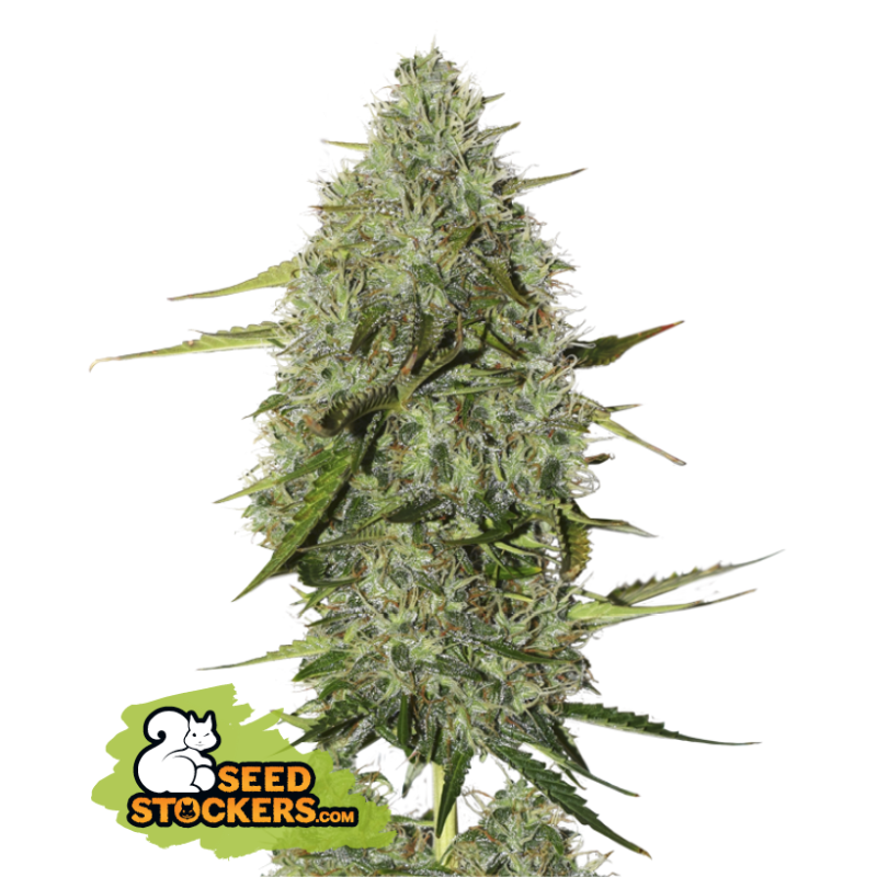 BCN Critical XXL - Seedstockers Seeds | Autoflower BCN Critical XXL - Seedstockers Seeds | Autoflower
