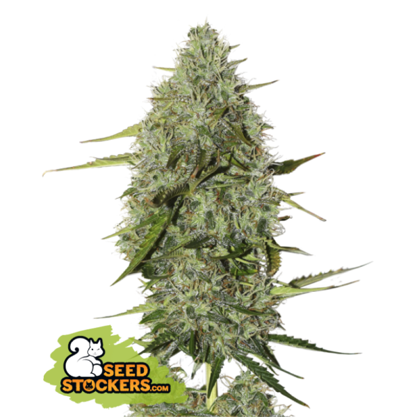 BCN Critical XXL - Seedstockers Seeds | Autoflower