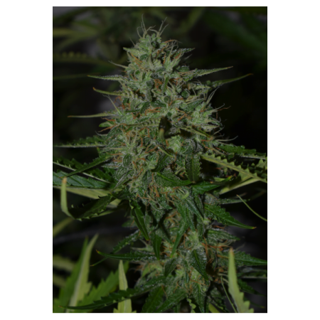 BCN Critical XXL - Seedstockers Seeds | Autoflower BCN Critical XXL - Seedstockers Seeds | Autoflower
