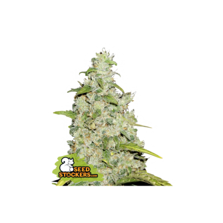 Amnesia - Seedstockers Seeds | Feminized Cannabis Seeds