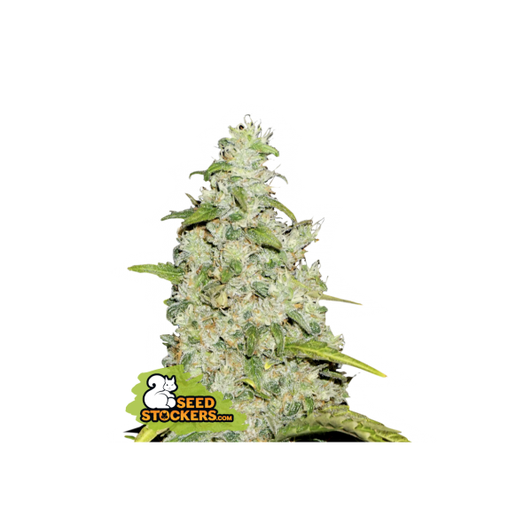 Amnesia - Seedstockers Seeds | Autoflower