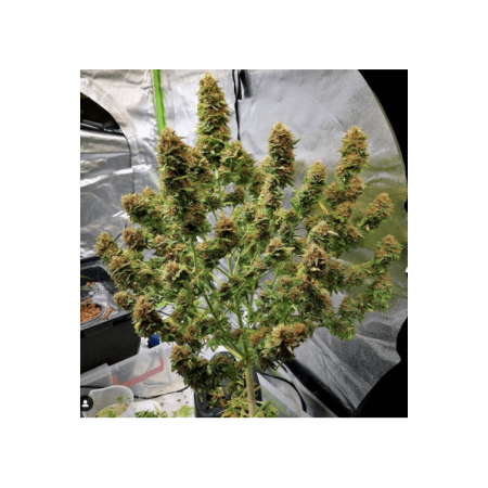 Amnesia - Seedstockers Seeds | Autoflower Cannabis Seeds Amnesia - Seedstockers Seeds | Autoflower Cannabis Seeds