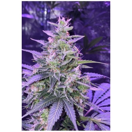 Amnesia - Seedstockers Seeds | Autoflower Cannabis Seeds Amnesia - Seedstockers Seeds | Autoflower Cannabis Seeds