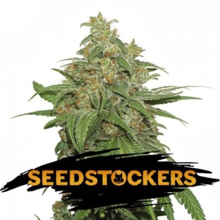 AK420 - Seedstockers Seeds | Autoflower Cannabis Seeds
