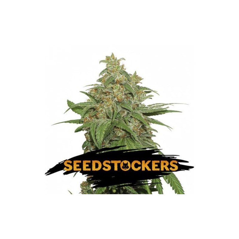 AK420 - Seedstockers Seeds | Autoflower Cannabis Seeds