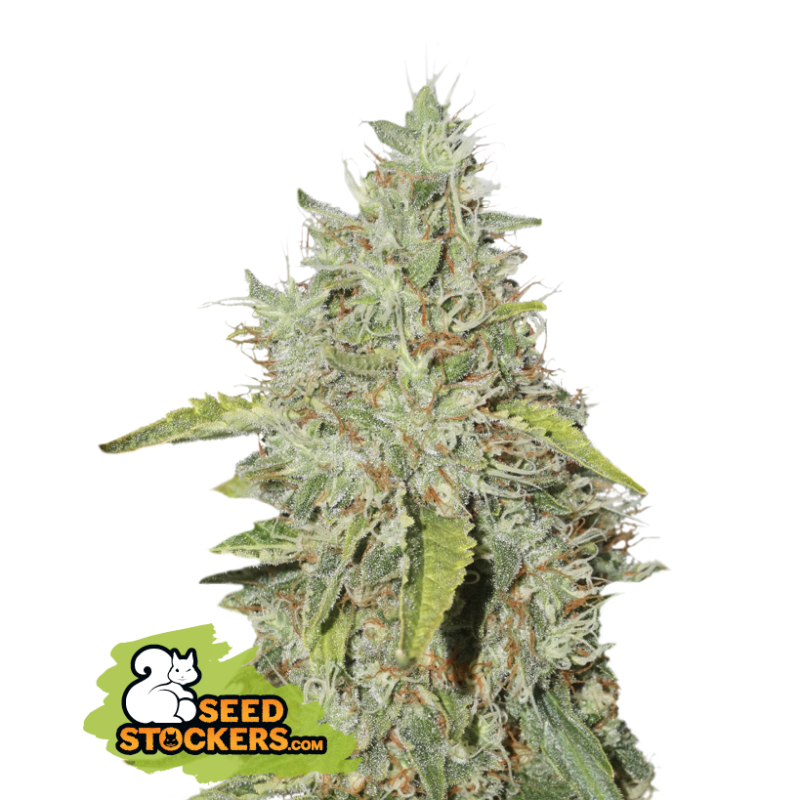 Northern Light - Seedstockers Seeds | Feminized