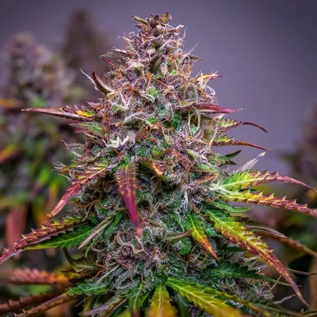 Bubble Kush - Royal Queen Seeds | Autoflowering Cannabis Seeds Bubble Kush - Royal Queen Seeds | Autoflowering Cannabis Seeds