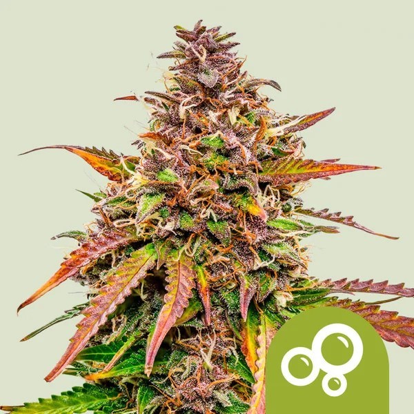 Bubble Kush - Royal Queen Seeds | Autoflowering