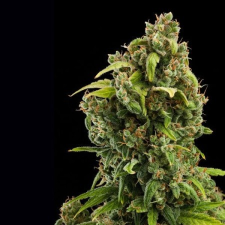 Diesel - Royal Queen Seeds | Autoflowering Cannabis Seeds Diesel - Royal Queen Seeds | Autoflowering Cannabis Seeds