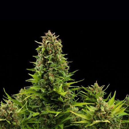 Diesel - Royal Queen Seeds | Autoflowering Cannabis Seeds Diesel - Royal Queen Seeds | Autoflowering Cannabis Seeds