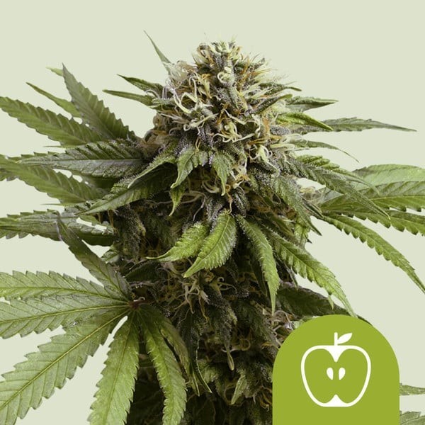 Apple Fritter - Royal Queen Seeds | Autoflowering