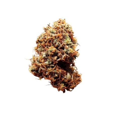 Diesel - Royal Queen Seeds | Autoflowering Cannabis Seeds Diesel - Royal Queen Seeds | Autoflowering Cannabis Seeds