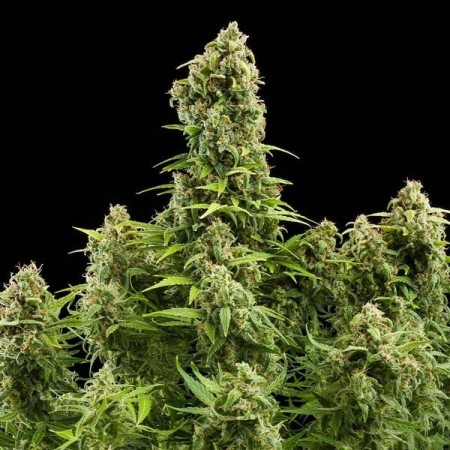 Diesel - Royal Queen Seeds | Autoflowering Cannabis Seeds Diesel - Royal Queen Seeds | Autoflowering Cannabis Seeds