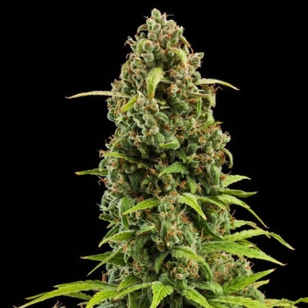 Diesel - Royal Queen Seeds | Autoflowering Cannabis Seeds Diesel - Royal Queen Seeds | Autoflowering Cannabis Seeds