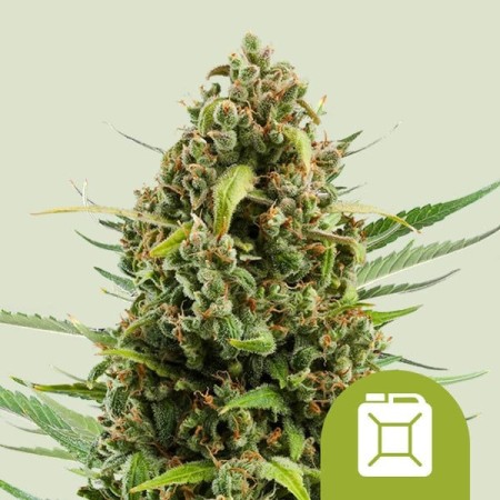 Diesel - Royal Queen Seeds | Autoflowering Cannabis Seeds Diesel - Royal Queen Seeds | Autoflowering Cannabis Seeds