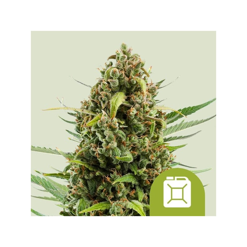 Diesel - Royal Queen Seeds | Autoflowering Cannabis Seeds Diesel - Royal Queen Seeds | Autoflowering Cannabis Seeds