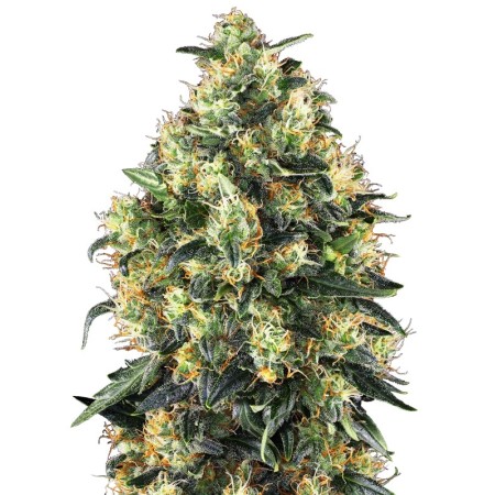 Super Skunk - Sensi Seeds | Autoflower Cannabis Seeds