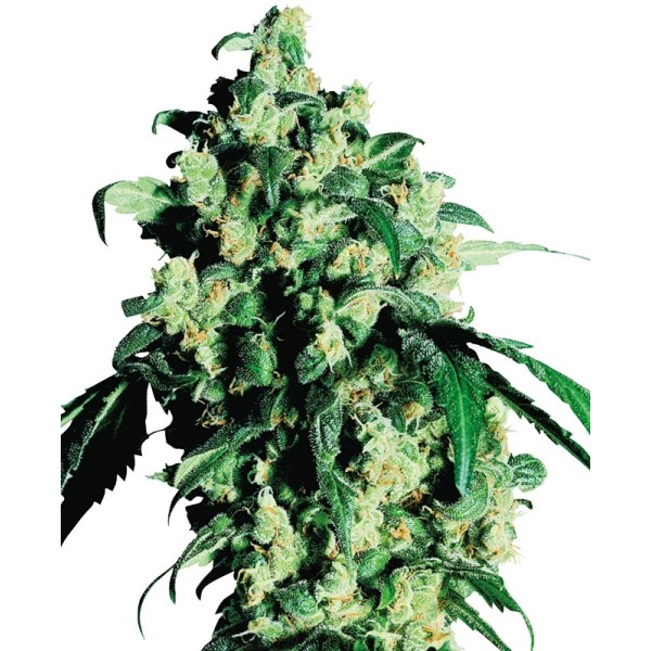 Super Skunk - Sensi Seeds | Feminized